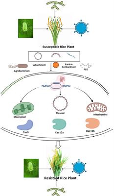 The potential of genome editing to create novel alleles of resistance genes in rice